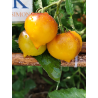 Tomate Beautiful Heart , 10 semillas (265)