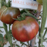 Tomate Black Elephant , 10 semillas  (53)