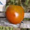 Tomate Black YUM YUM, 10 semillas (406)