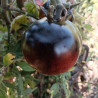 Tomate Blue Berry , 10 semillas (72)