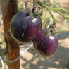 Tomate Blue Manzano , 10 semillas (93)