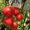 Tomate Bodeglut , 10 semillas  (89)