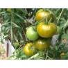 Tomate Boloto , 10 semillas (46)