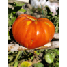 Tomate Cascade Lava , 10 semillas (295)