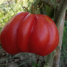 Tomate Charlie Chaplin , 10 semillas (54)