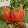 Tomate Chernomor (Mar Negro) , 10 semillas (57)