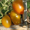 Tomate Chile Verde , 10 semillas (217)