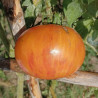 Tomate Copia , 10 semillas (173)