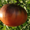 Tomate Dark Galaxy , 10 semillas (11)