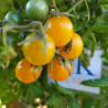 Tomate de Galapagos, 10 semillas (31)