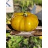 Tomate Delta Moss , 10 semillas (347)