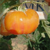 Tomate Dirty Little Chicken , 10 semillas (155)