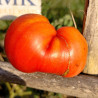 Tomate Dulces de Fagaras , 10 semillas (246)