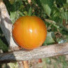 Tomate Dwarf Jeremy's Striped , 10 semillas (121)