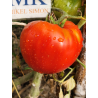 Tomate Emperador Tchou Fou , 10 semillas (243)