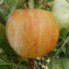 Tomate Furry Red Boar , 10 semillas (49)