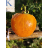 Tomate Golden Jubilees , 10 semillas (165)