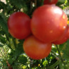 Tomate Harzer Kind , 10 semillas (62)