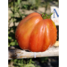 Tomate Inzhir Rosovyi , 10 semillas (338)