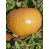 Tomate Jarson 9/1 , 10 semillas (153)