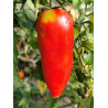 Tomate Jersey Devil , 10 semillas (178)
