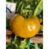 Tomate Kiwanis , 10 semillas (266)
