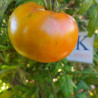 Tomate Mammonth German Gold, 10 semillas (14)