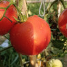 Tomate Phantasia , 10 semillas (58)