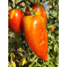 Tomate Popa De Vaca , 10 semillas (341)