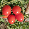 Tomate Príncipe Borghese , 10 semillas (101)