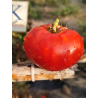 Tomate Russian , 10 semillas (203)