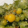 Tomate Sinica (herrerillo) , 10 semillas (147)