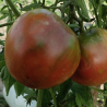 Tomate Slovene Black , 10 semillas  (74)
