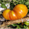 Tomate Suz's Beauty , 10 semillas (102)