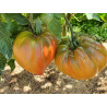 Tomate True Coulors , 10 semillas (97)