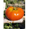 Tomate Waratai Red , 10 semillas ( 331)