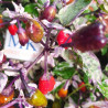Trifetti,10 semillas,Capsicum annuum (354)