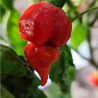 Trinidad Scorpion Butch T , semillas , ,Capsicum chinense (355)