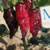 Viper , 10 semillas , capsicum chinense (608)