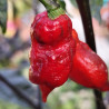 Voltron Maroon , 10 semillas , capsicum chinense (711)