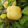 Wiener Wachs, 10 semillas , Capsicum annuum (340)