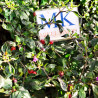 Wild Argentina , 10 semillas , capsicum chacoense (717)