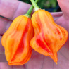Zebrange , 10 semillas , Capsicum baccatum (586)